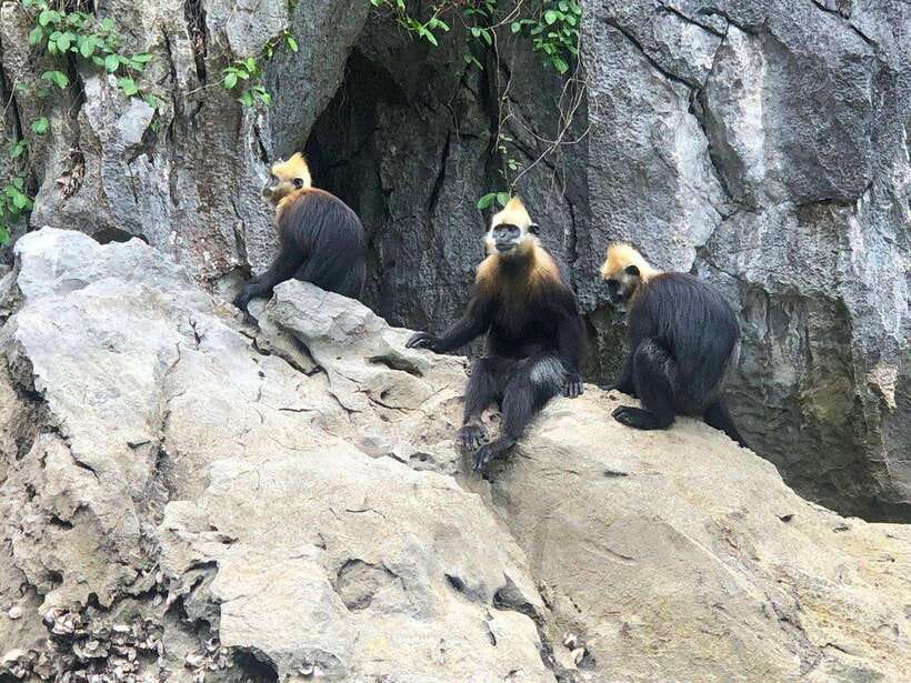 2 Days 1 Night Adventure: Cat Ba National Park, Lan Ha Bay - Dinner and the night kayak for glowing plankton