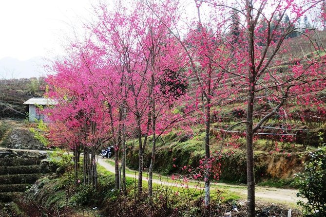2 Days Sapa Trekking In Cat Cat And Ta Van Village From Hanoi - Day two begins at Y Linh Ho