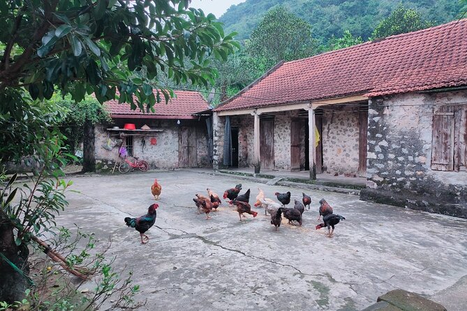 Best Private Day Trip Hanoi to Ninh Binh: Multiple Options - What the guide contributes
