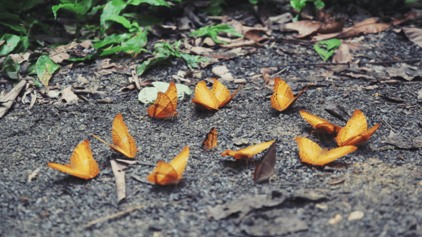 Cuc Phuong National Park Hiking Tour - An easier finish at Mac Lakeside bungalow