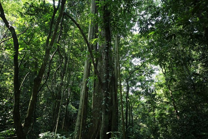 Cuc Phuong National Park Private Day Tour: Trekking & Primates - What the $99 Price Really Covers