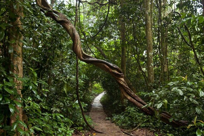 Cuc Phuong National Park Private Day Tour: Trekking & Primates - The Private Format and Guide Service