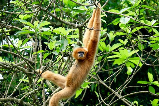 Cuc Phuong National Park Private Day Tour: Trekking & Primates - The Cave of Prehistoric Man and Its Stone Steps
