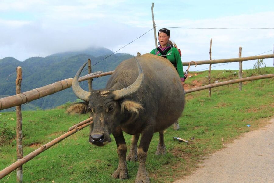 From Hanoi: 2-Day Sapa Cultural Exchange Tour with Homestay - Who should book this Sapa homestay trip?