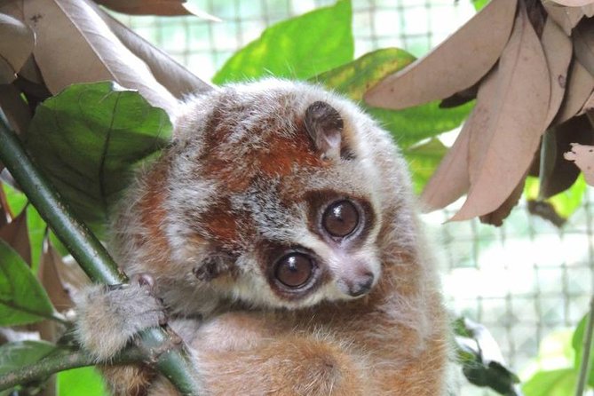 From Hanoi: Cuc Phuong National Park Day Trip by Private Car - The Endangered Primate Rescue Centre
