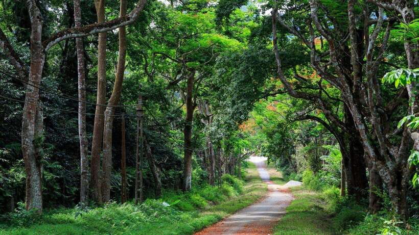 From Ninh Binh: Cuc Phuong National Park 1-Day Small Group - From Ninh Binh to Cuc Phuong’s forest