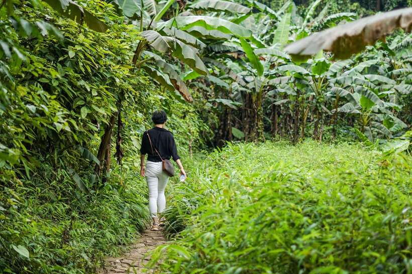 From Ninh Binh: Cuc Phuong National Park 1-Day Small Group - Hiking to the 1000 Years Old Tree and Ancient Tree