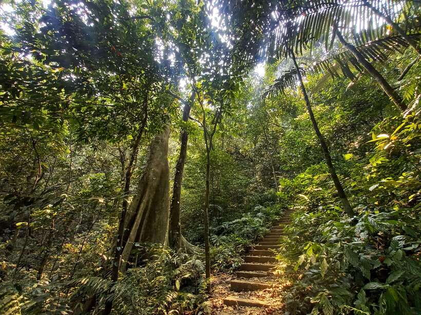 From Ninh Binh: Cuc Phuong National Park 1-Day Small Group - How difficult is the trekking?
