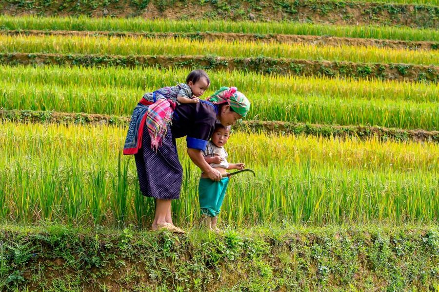 Hanoi: 3-Day Sapa Trek with Homestay - Cat Cat Village and Sapa’s first afternoon