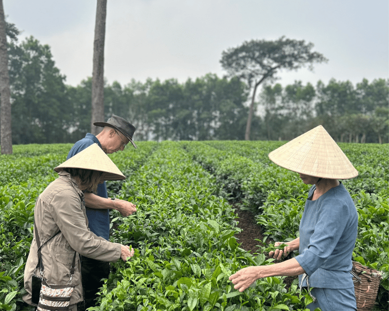 Hanoi Eco Tour: Ba Vi National Park Wonders & Tea Plantation - Leaving Hanoi for Ba Vi’s pine-covered hills