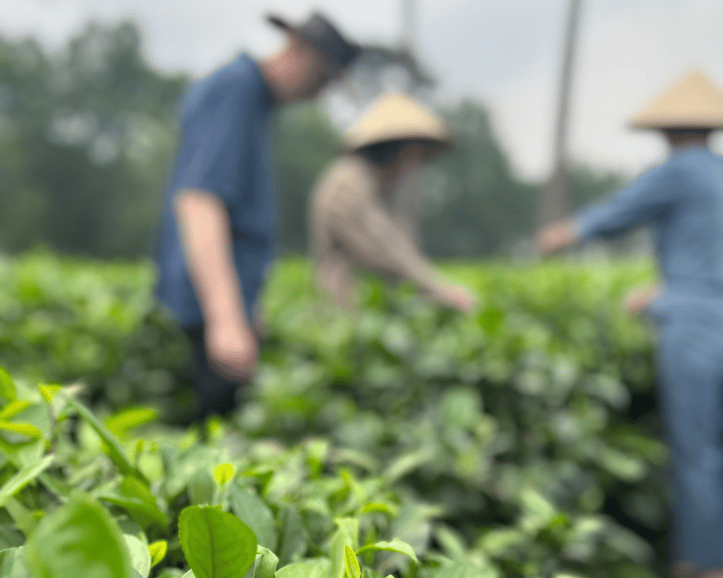 Hanoi Eco Tour: Ba Vi National Park Wonders & Tea Plantation - Seeing the former prison reclaimed by nature