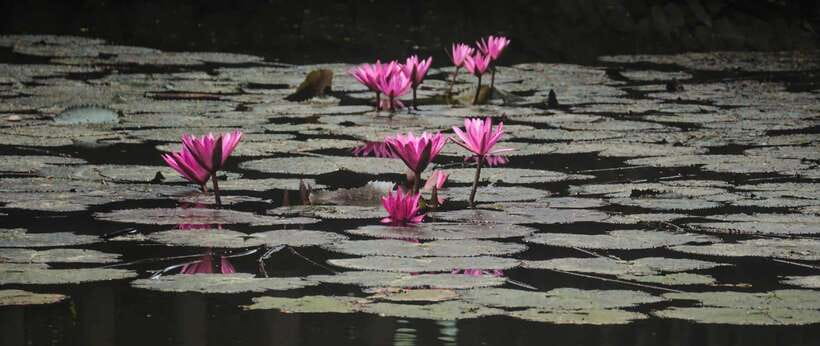 Hanoi: Ninh Binh, Tam Coc, Mua Cave & Hoa Lu with cycling - Practical advice for a smoother day