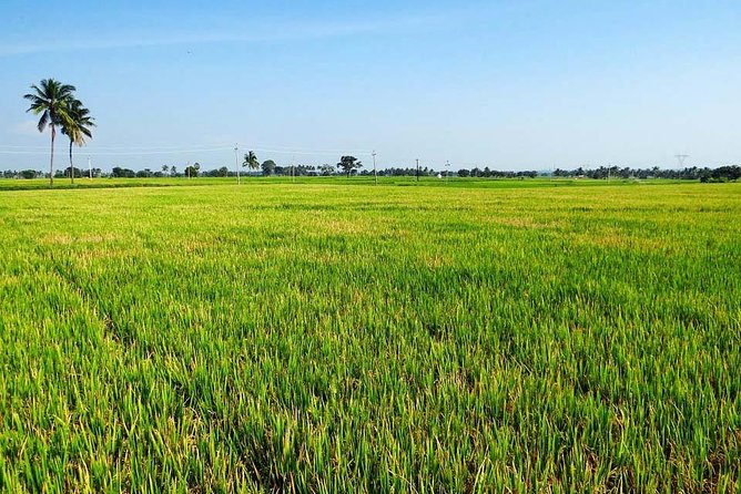 Hanoi Vespa Countryside Tour With Female Ao Dai Riders Half Day - Co Loa Citadel connects the farms to ancient Vietnam