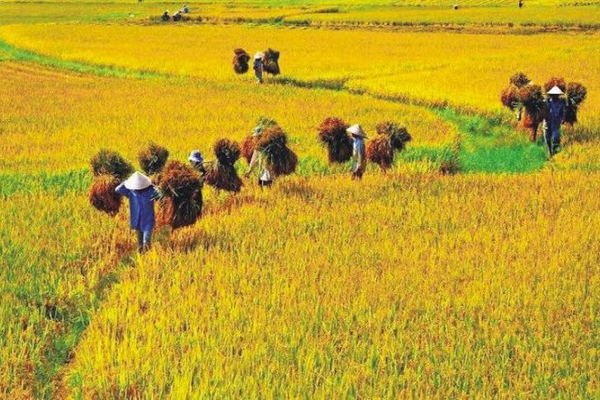 Hanoi Vespa Countryside Tour With Female Ao Dai Riders Half Day - Lunch, egg coffee, and the food side of the ride