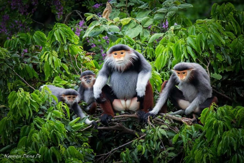 Ninh Binh: Cuc Phuong Jungle Hike & Wildlife Day Trip - Key points to know before you book