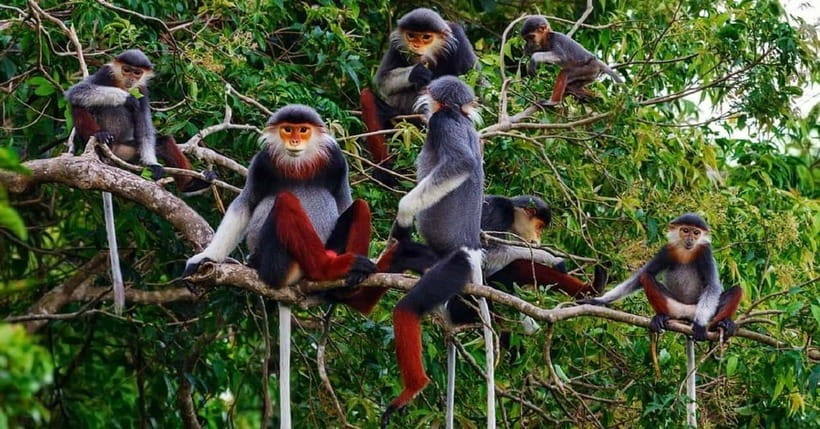 Ninh Binh : Cuc Phuong National Park One Day Group Tour - The Endangered Primate Rescue Center