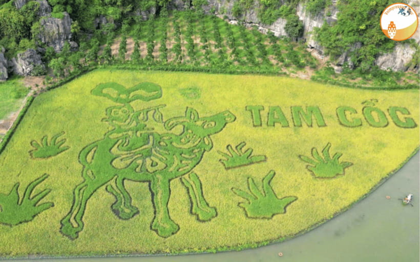 NINH BINH DAY TRIP: HOA LU,MUA CAVES &THUNG NHAM BIRD VALLEY - Why this Ninh Binh day trip works