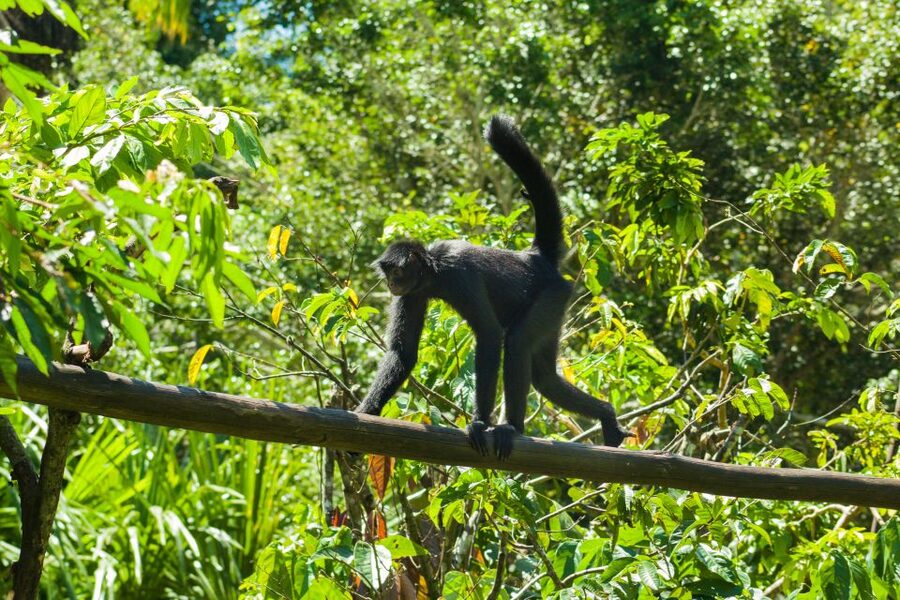Private Day Tour: Cuc Phuong National Park from Hanoi - The Endangered Primate Rescue Center