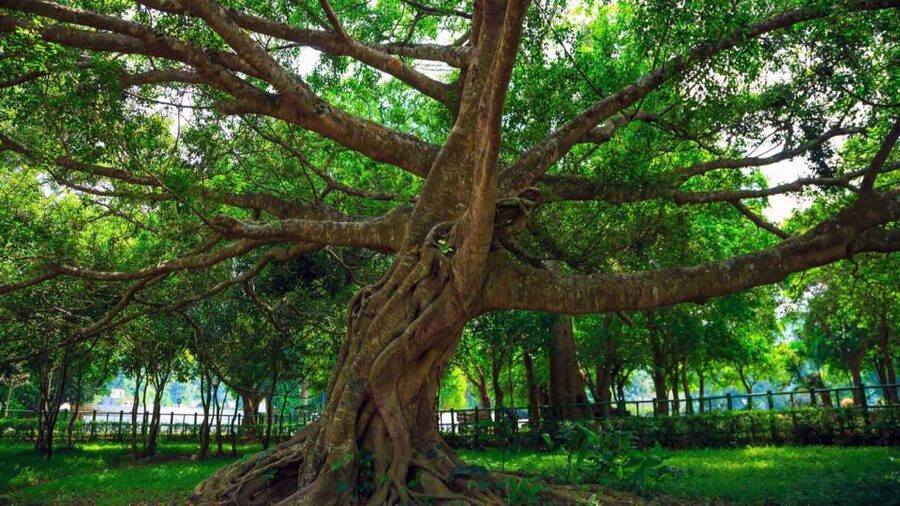 Private Day Tour: Cuc Phuong National Park from Hanoi - Lunch near the park