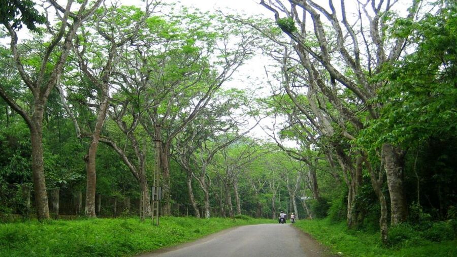 Private Day Tour: Cuc Phuong National Park from Hanoi - What the private format changes