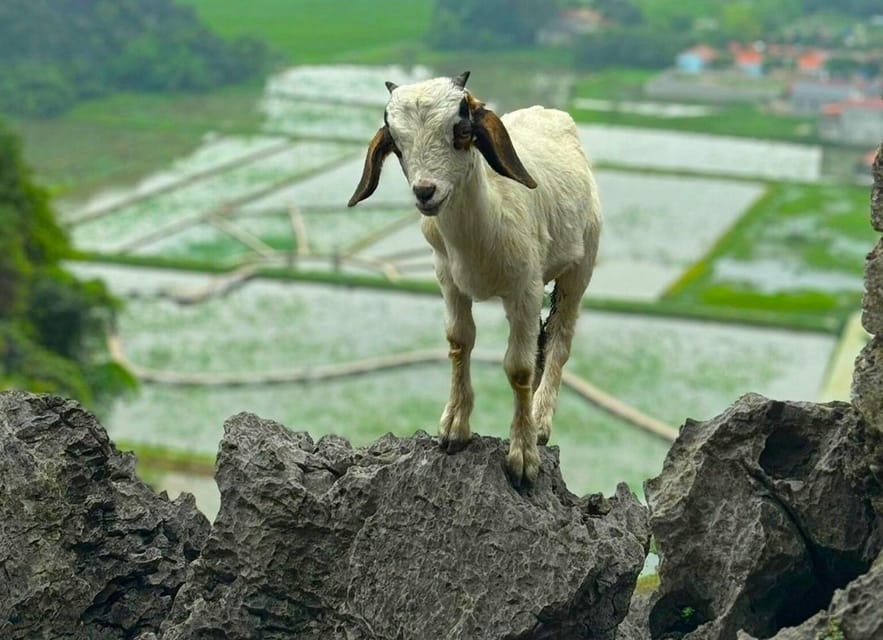 Private Luxury 1 Day Trip: Hoa Lu, Tam Coc, Mua Cave, Biking - What the private format adds