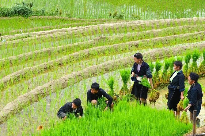 Sapa Trekking Tour 2 Days 1 Night By Bus - Waterfalls, terraces, and village routes