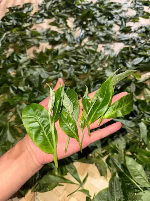 Vietnam Tea Tasting - Giang Egg Coffee & Train Street Visit - Who will get the most from this experience